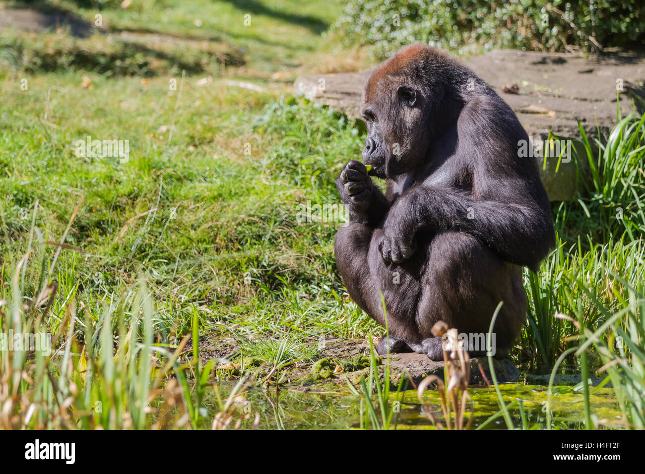 das Gras ist eine Sitzung Gorilla suchen direkt vor ihm Stockfoto