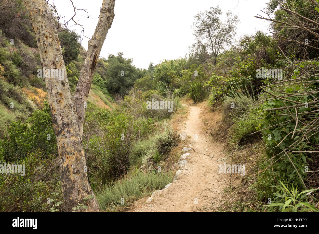 Grün und Laub auf dem Schmutz-Trail im Bailey Canyon außerhalb von Los Angeles Stockfoto