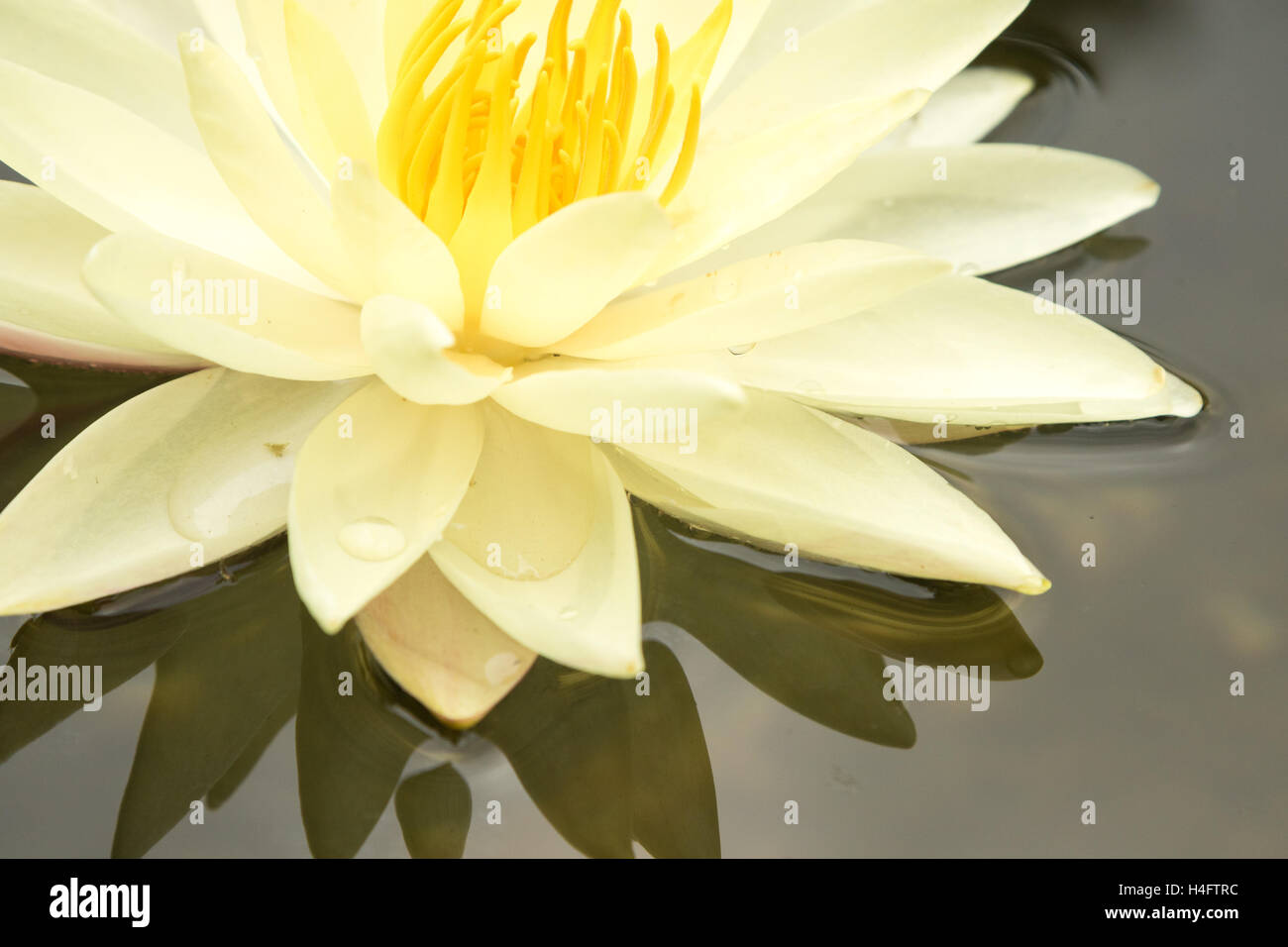 Dickten und Blumen blühen im Garten Teich des Hauses spielen in Pasadena, Kalifornien Stockfoto