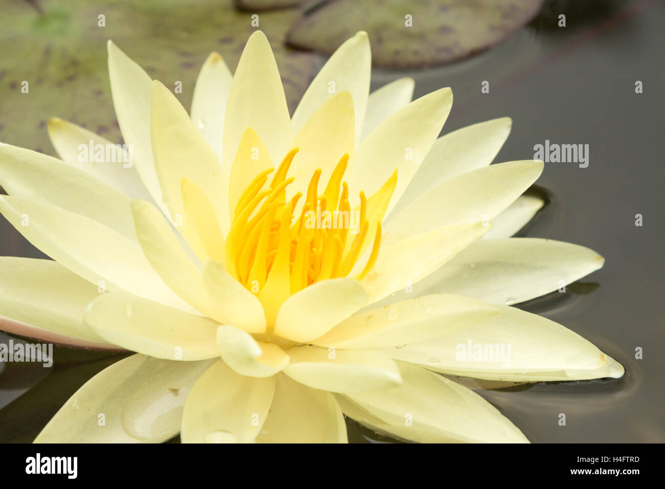 Dickten und Blumen blühen im Garten Teich des Hauses spielen in Pasadena, Kalifornien Stockfoto