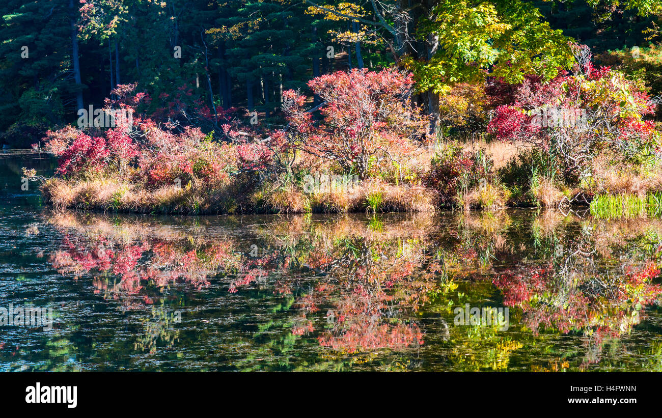 Herbst Laub Harriman State Park New York Stockfoto