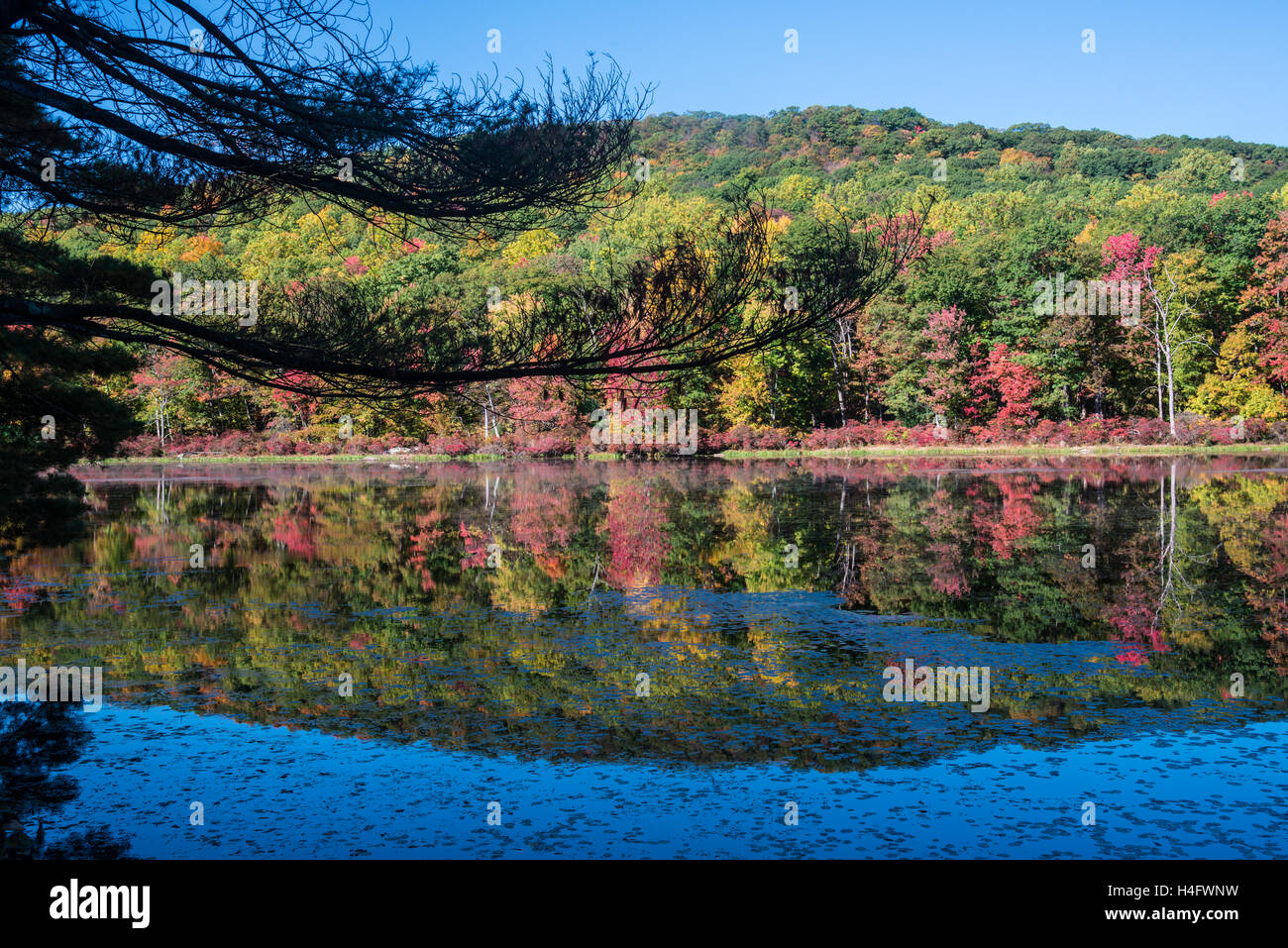 Herbst Laub Harriman State Park New York Stockfoto