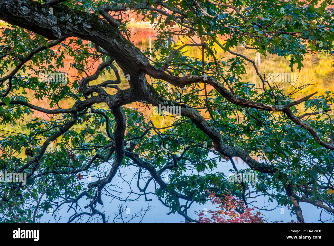 Herbst Laub Harriman State Park New York Stockfoto