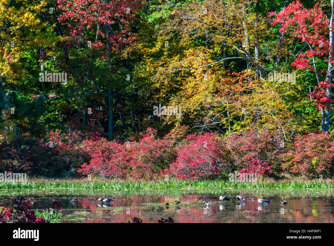 Herbst Laub Harriman State Park New York Stockfoto