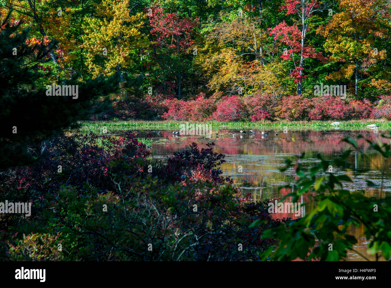 Herbst Laub Harriman State Park New York Stockfoto