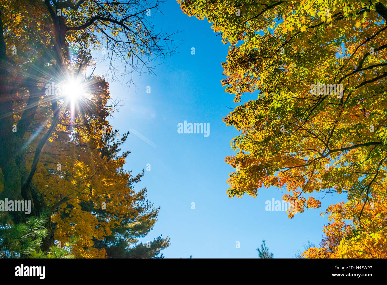 Herbst Laub Harriman State Park New York Stockfoto