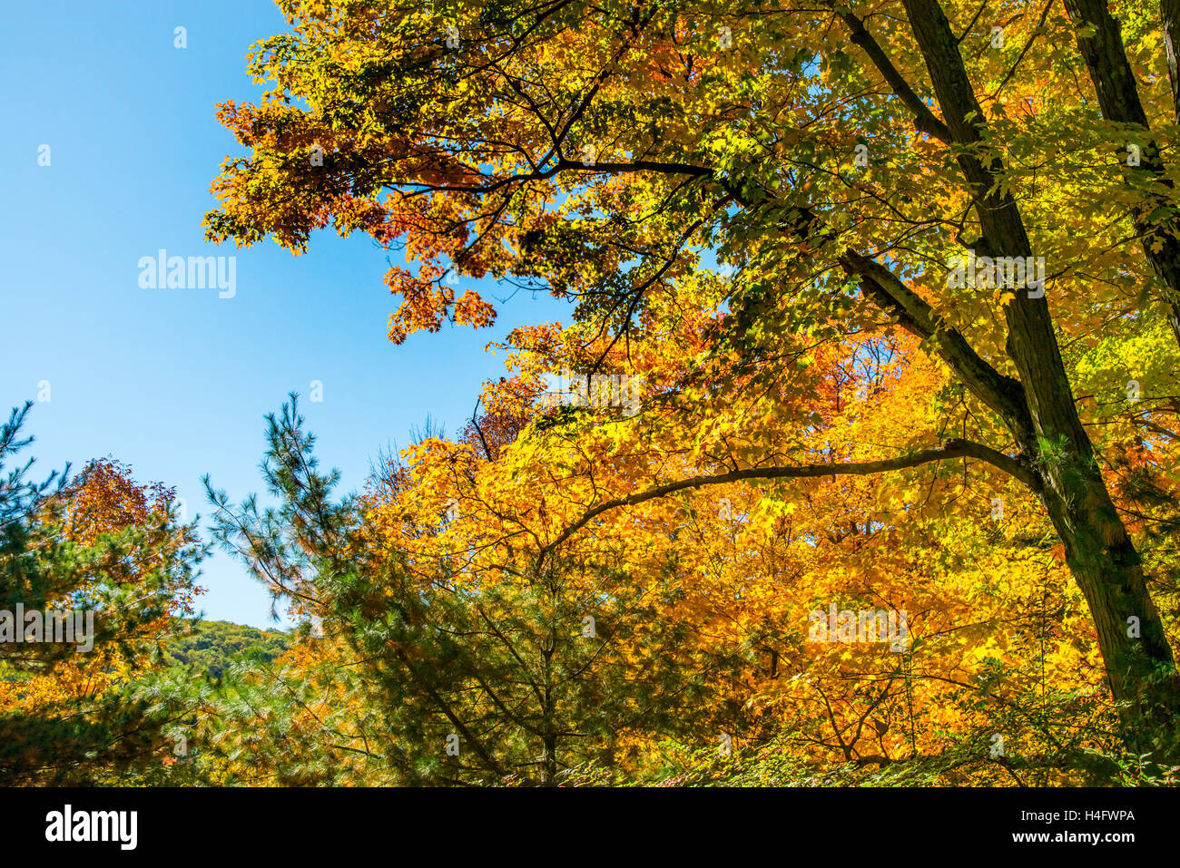 Herbst Laub Harriman State Park New York Stockfoto