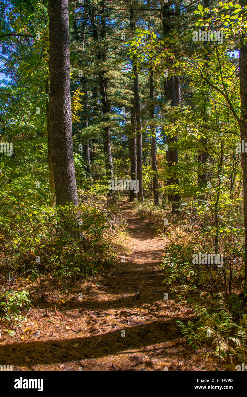 Herbst Laub Harriman State Park New York Stockfoto