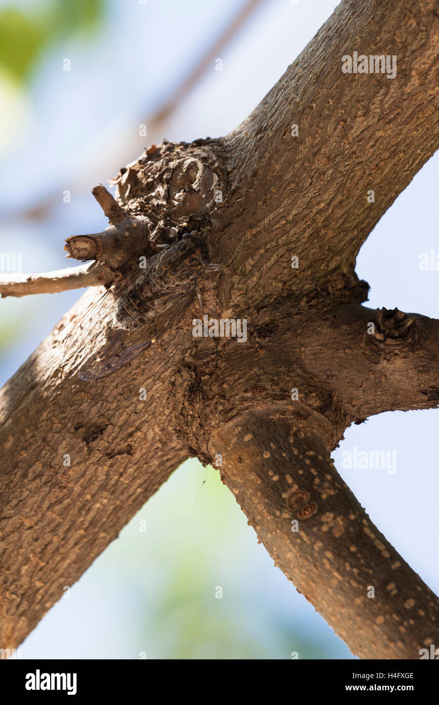 Zikade getarnt auf dem Baum in Spanien. Stockfoto