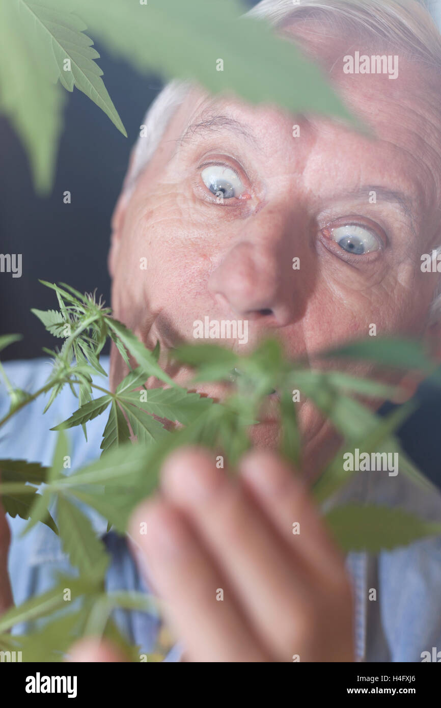 Schockiert senior woman Blick auf Cannabis-Pflanze. Stockfoto