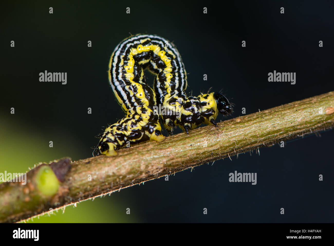 Getrübte Elster Motte (Abraxas Sylvata) Raupe. Markante Larve in der Familie Geometridae auf Wych Ulme (Ulmus Glabra) Stockfoto