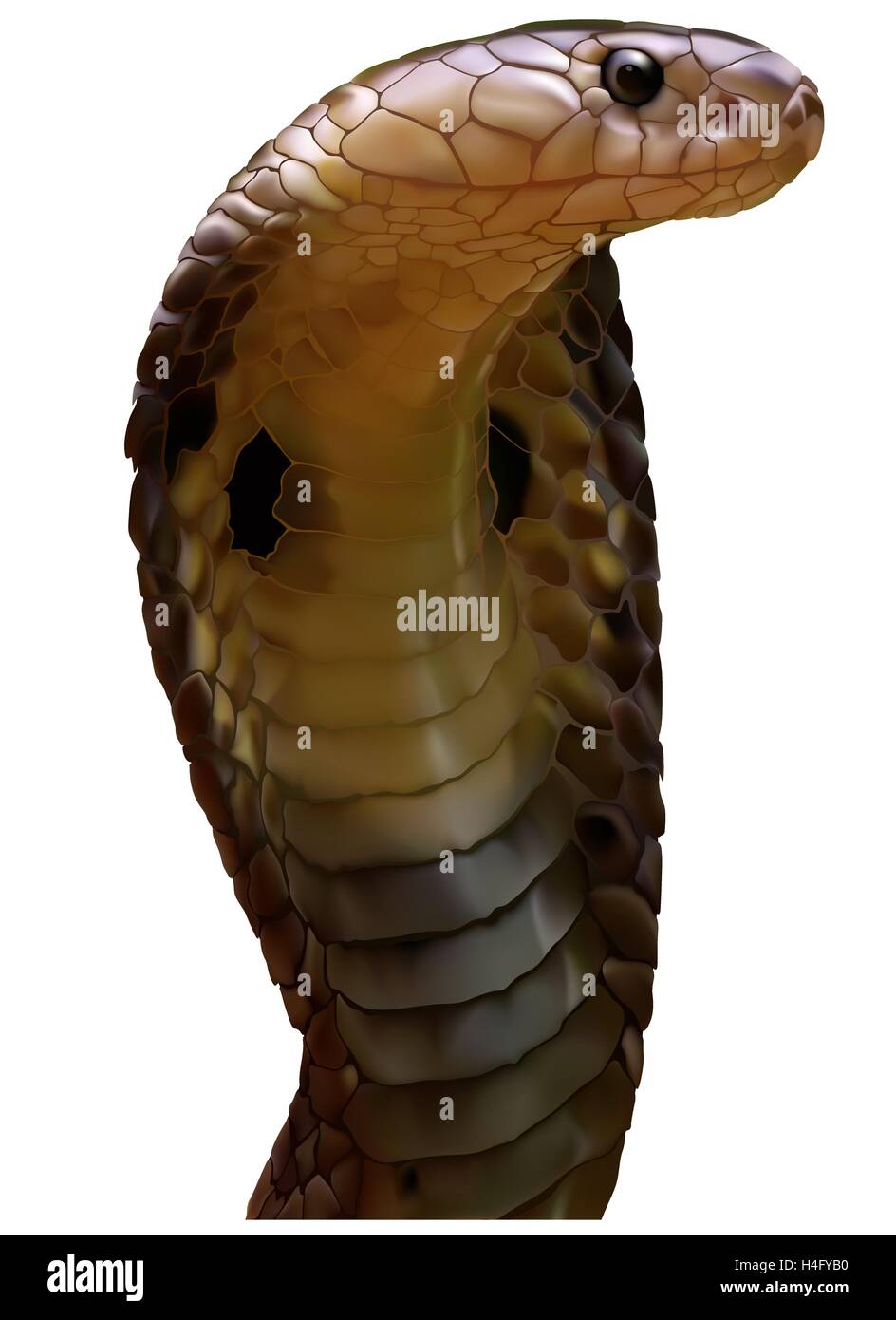 King Cobra Snake Stock Vektor