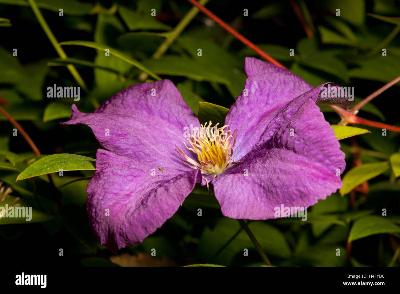 Clematis-Rebe Einzelblüte grüne Blumen Hintergrund Stockfoto