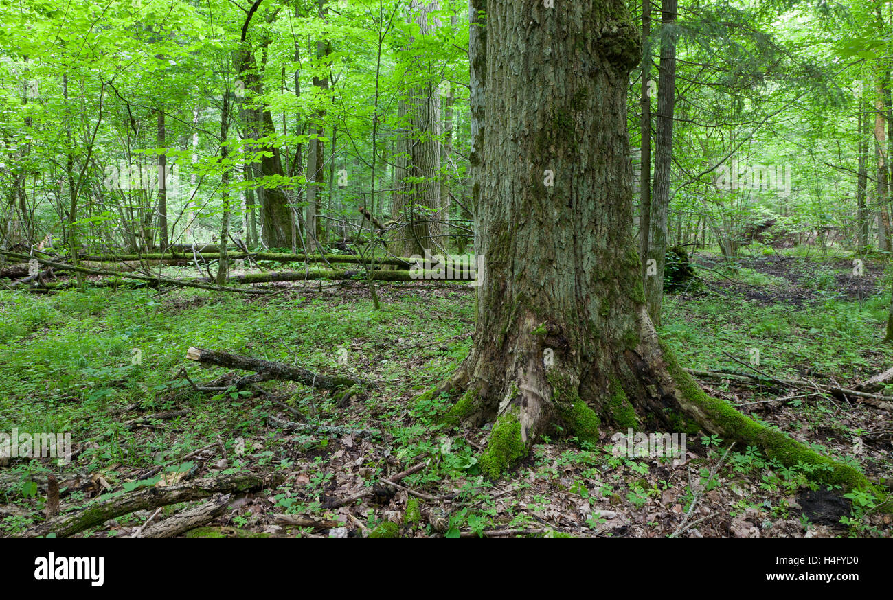 Monumentale Eiche Laub stand im nebligen Morgen, Wald von Białowieża, Polen, Europa Stockfoto