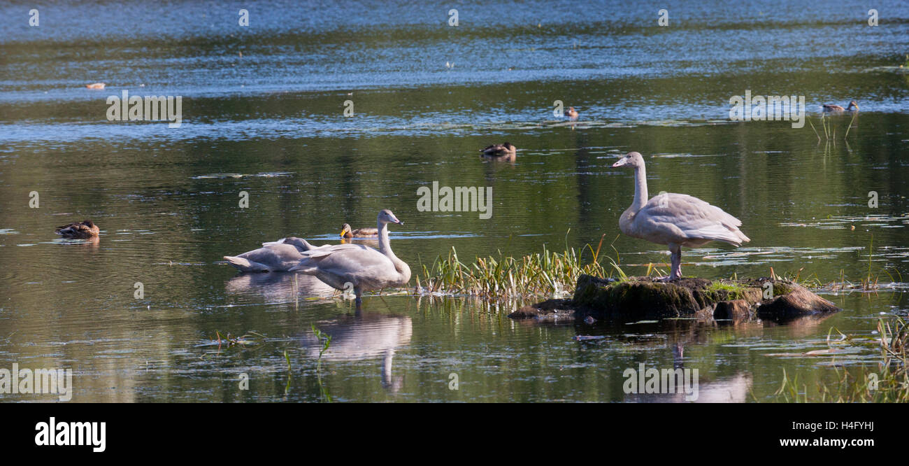 Drei Jugendliche Höckerschwäne (Cygnus Olor) gegen Wasser Stockfoto