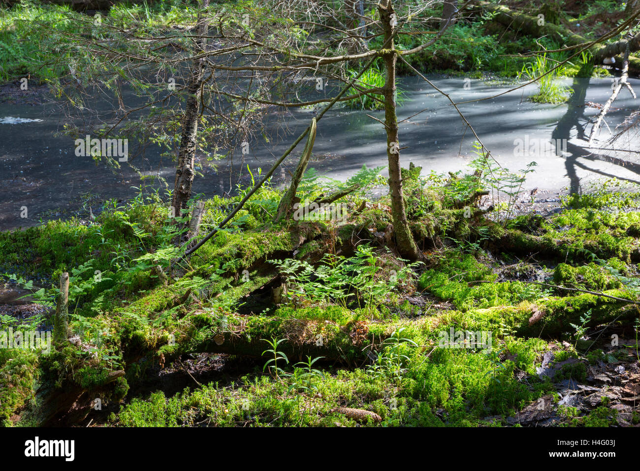 Langsamen Strom fließt und Sphagnum Moos im Vordergrund im Frühjahr, Białowieża Wald, Polen, Europa Stockfoto