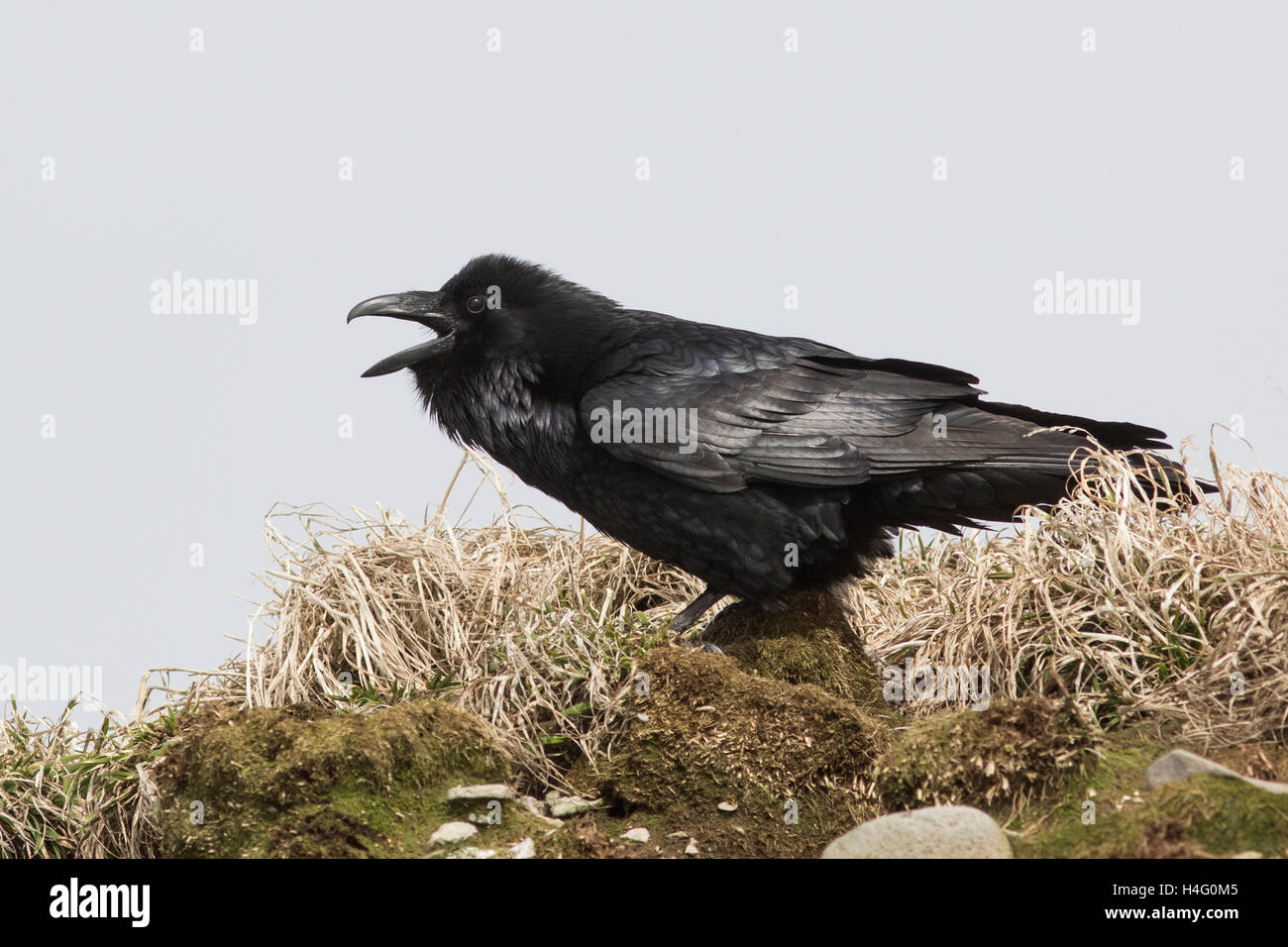 Rabe, der sitzt auf einem Hügel und schreit Frühlingstag Stockfoto