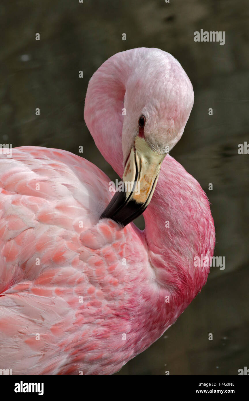 Anden Flamingo (Phoenicoparrus Andinus) Stockfoto