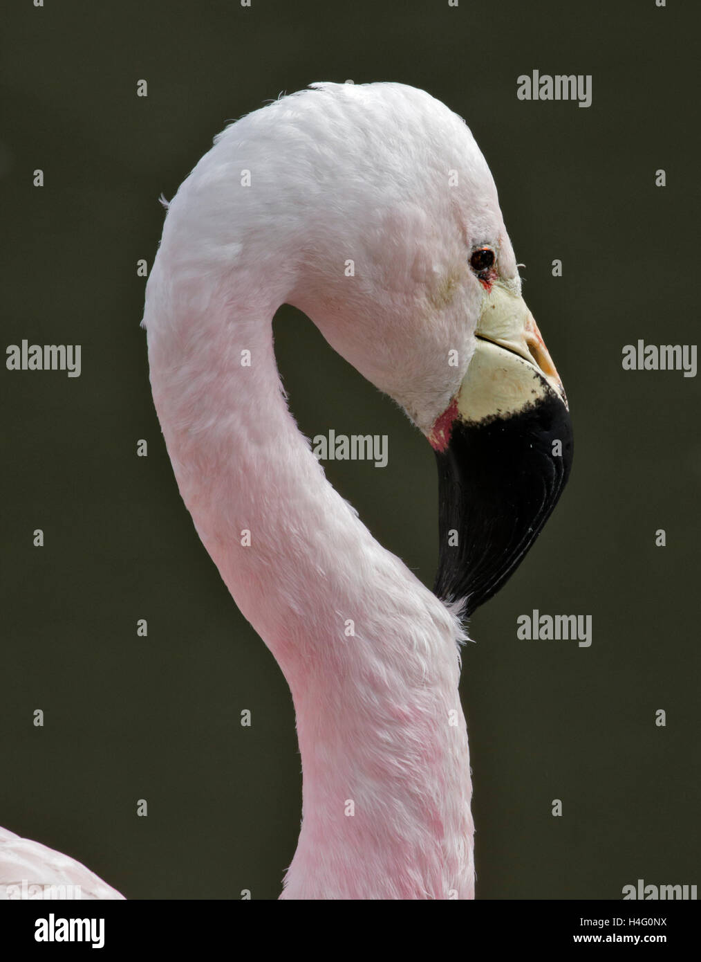 Anden Flamingo (Phoenicoparrus Andinus) Stockfoto