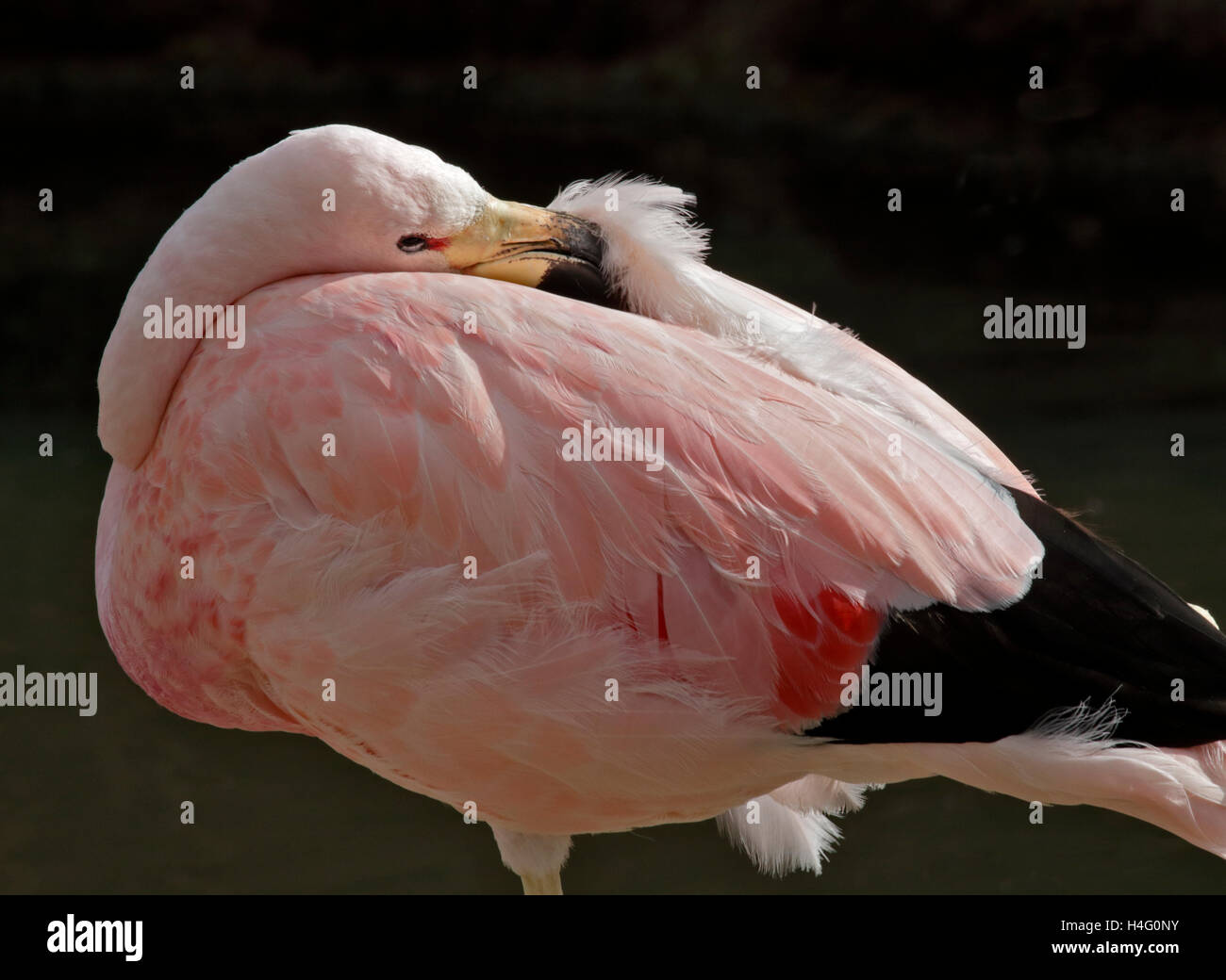 Anden Flamingo (Phoenicoparrus Andinus) Stockfoto