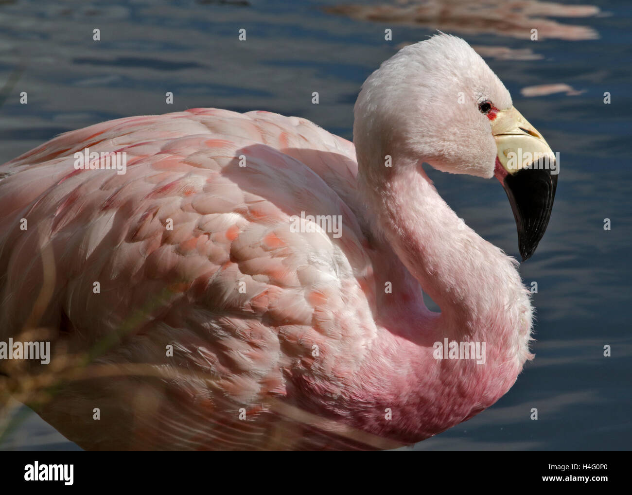 Anden Flamingo (Phoenicoparrus Andinus) Stockfoto