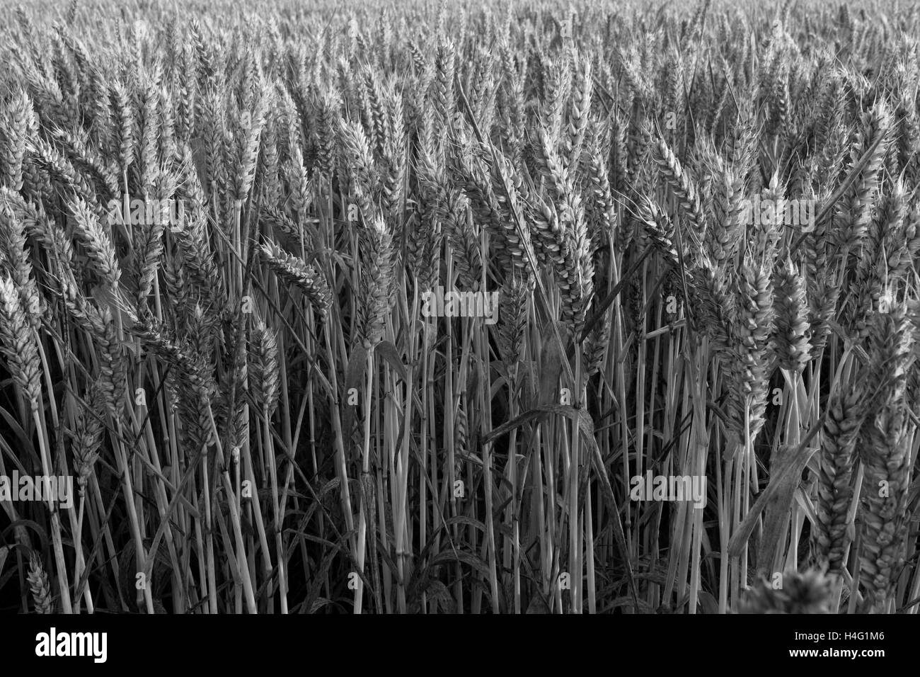 Sommer Reifen Weizenfelder, Norfolk County, England; Großbritannien; UK Stockfoto