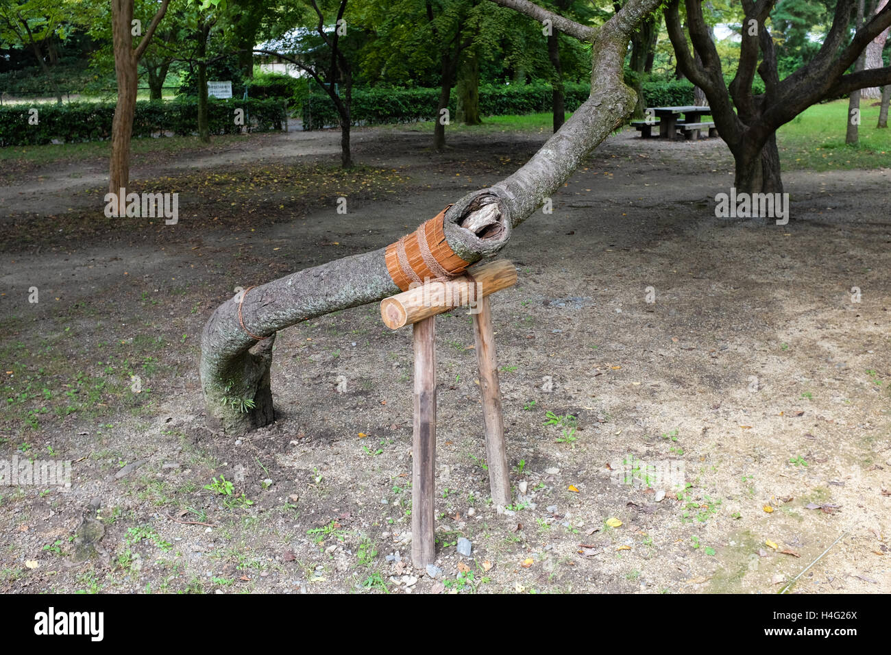 Ein Baum mit einer künstlichen Unterstützung. Stockfoto