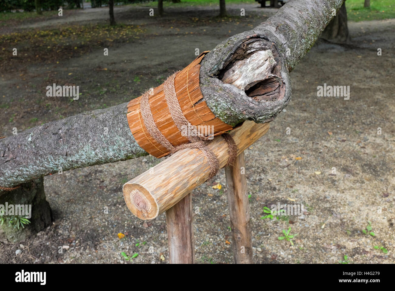 Ein Baum mit einer künstlichen Unterstützung. Stockfoto