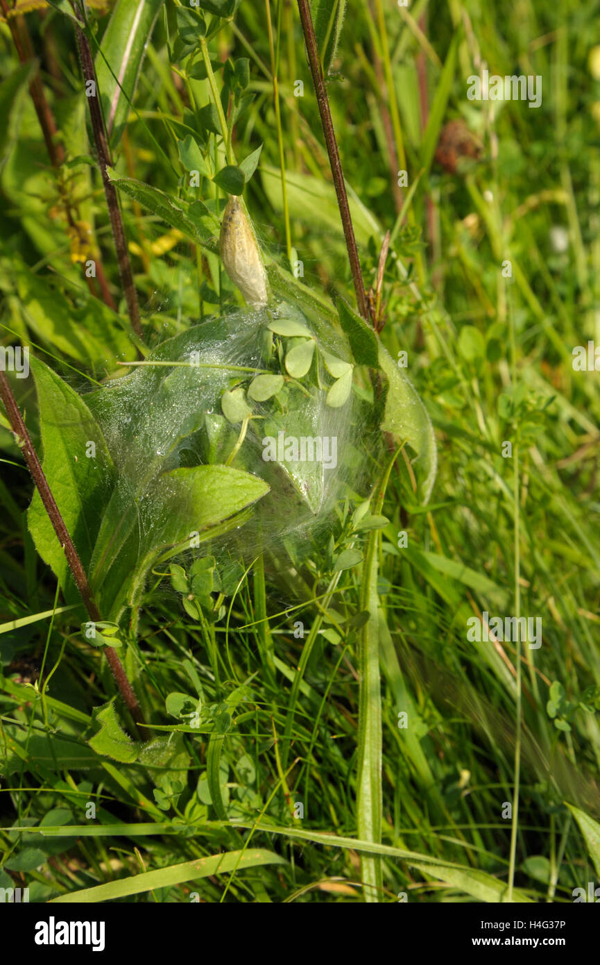 Burnett Motte (Pisaura mirabilis) Cocoon und Spider Baumschule Stockfoto