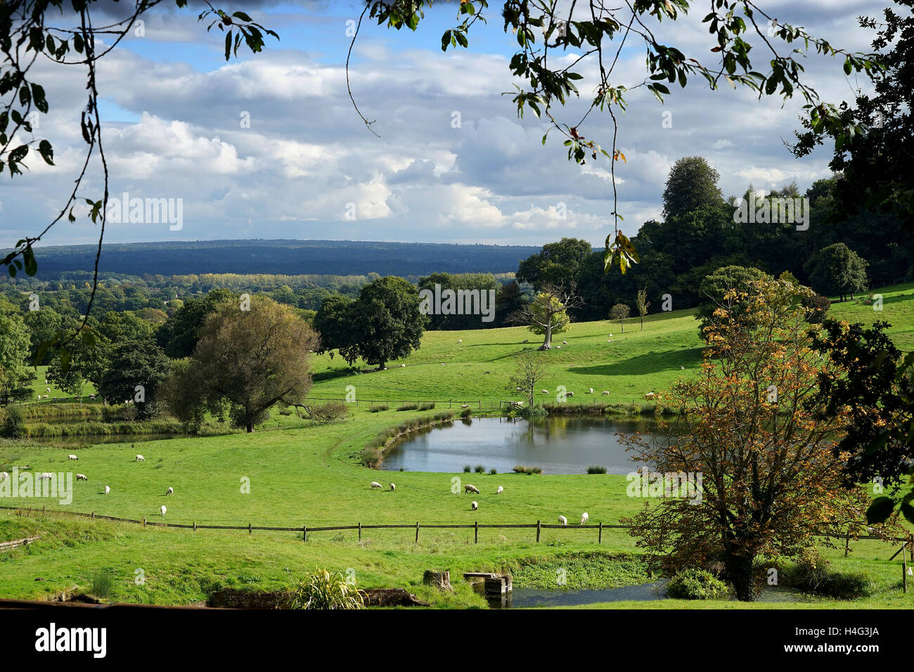 Eine bukolische Szene über die Wiesen am King John Hill in der South Downs National Park, Hampshire, England. Stockfoto