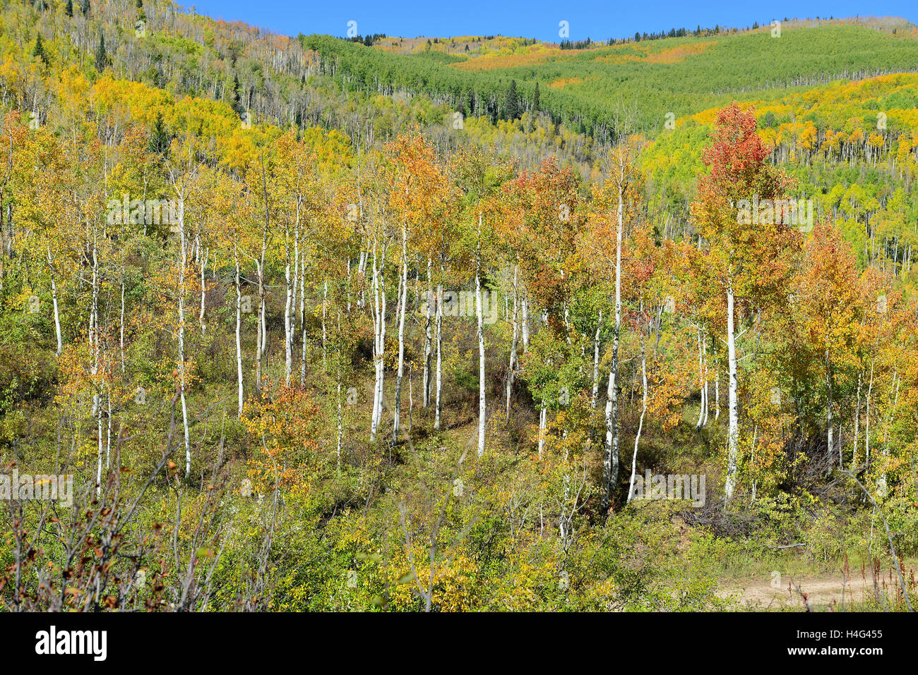 gelbe und grüne Espe in Laub Saison bei Kebler und Ohio Pässe in Colorado Stockfoto