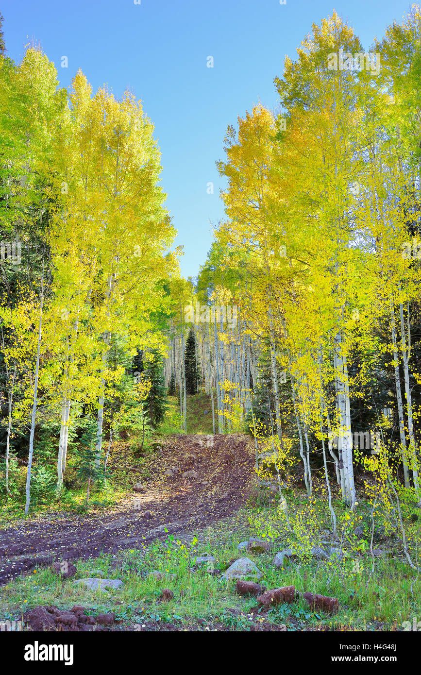 große gelbe und grüne Aspen in Laub Saison bei Kebler und Ohio Pässe in Colorado Stockfoto