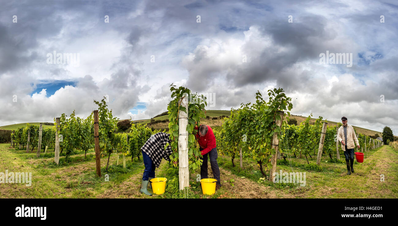 Breaky unten, Lewes, UK. 16. Oktober 2016. Freiwillige Jemima Hastings und Angus Mackie Kommissionierung Trauben Breaky unten Weinberg in der Nähe von Lewes in East Sussex. Weingutsbesitzer Peter Hall, halten Sie den roten Eimer, prüft auf Verfahren. Hinweis Dies ist ein PHOTOMERGE mehrere FRAMES Credit: Andrew Hasson/Alamy Live-Nachrichten Stockfoto