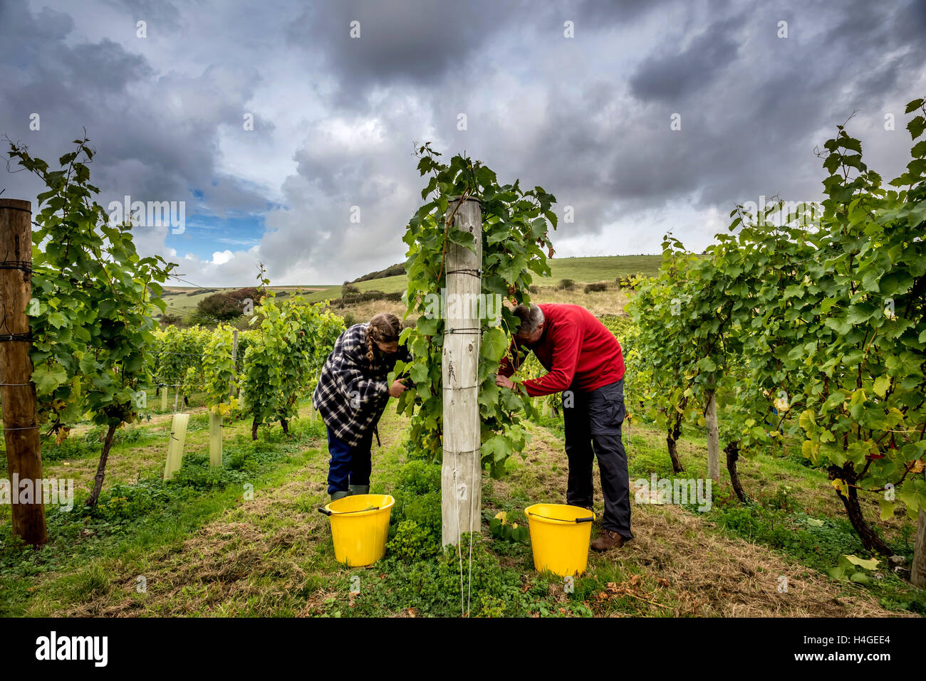 Breaky unten, Lewes, UK. 16. Oktober 2016. Freiwillige Jemima Hastings und Angus Mackie Kommissionierung Trauben Breaky unten Weinberg in der Nähe von Lewes in East Sussex. Bildnachweis: Andrew Hasson/Alamy Live-Nachrichten Stockfoto