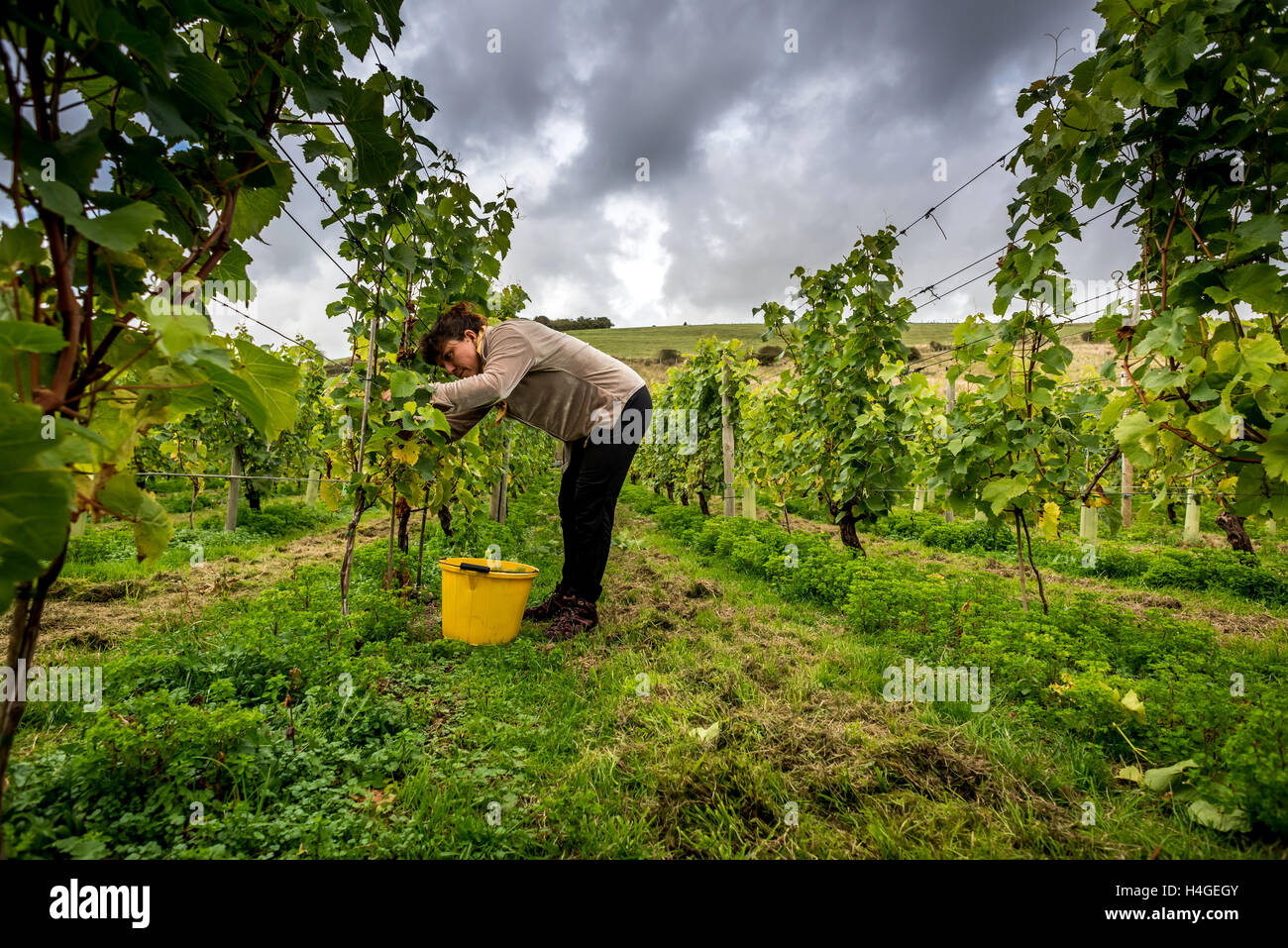 Breaky unten, Lewes, UK. 16. Oktober 2016. Freiwillige Helfer und Freunde sammeln Trauben an Breaky unten Weinberg in der Nähe von Lewes in East Sussex. Bildnachweis: Andrew Hasson/Alamy Live-Nachrichten Stockfoto