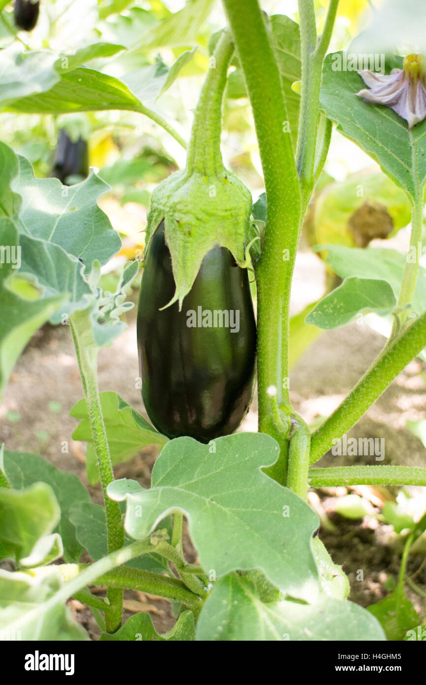 Lila Aubergine wächst auf die grüne Pflanze herabhängen, Essen inspiration Stockfoto