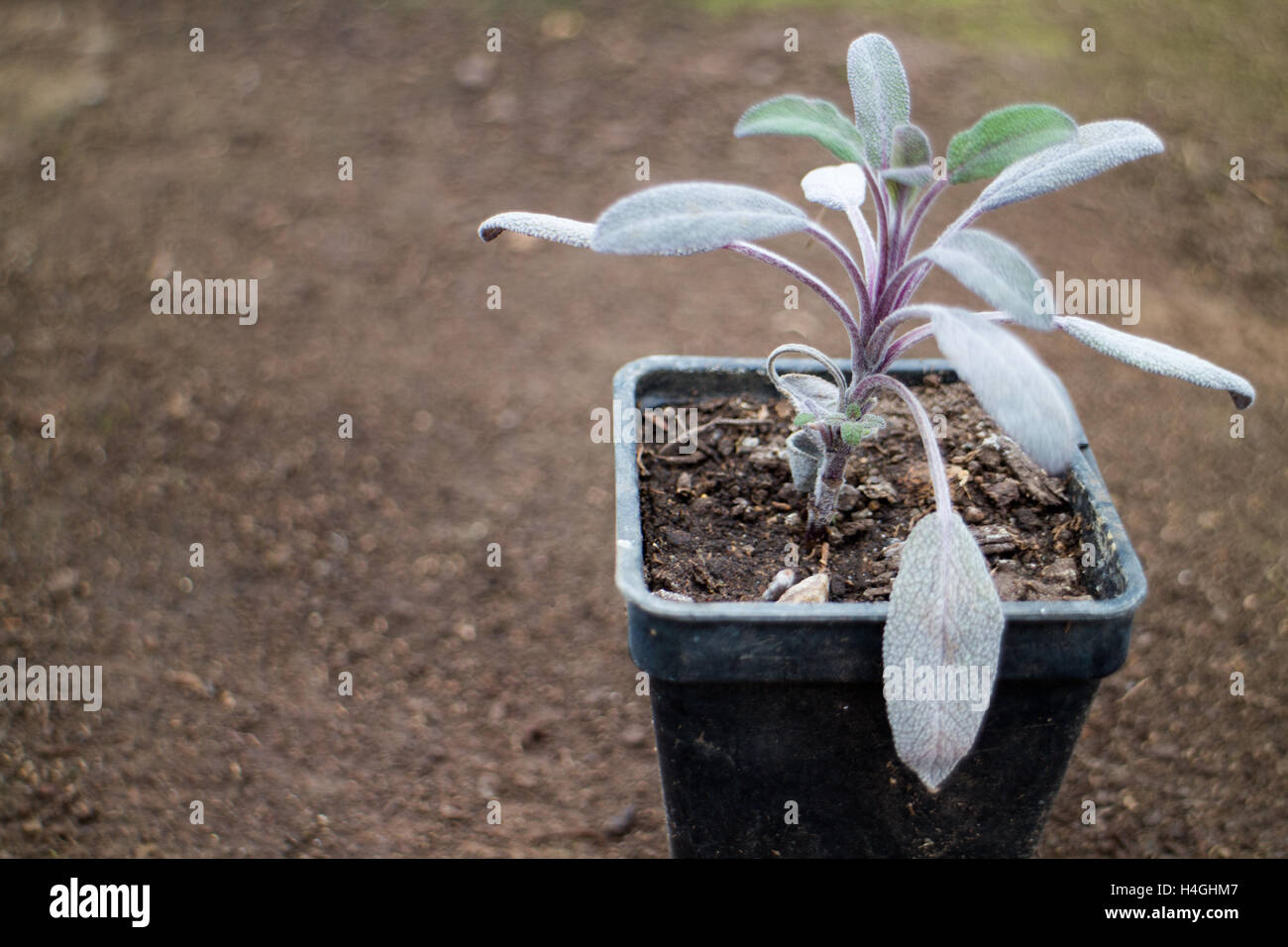 Lila Salbei wächst in einem Topf, Essen inspiriert Stockfoto