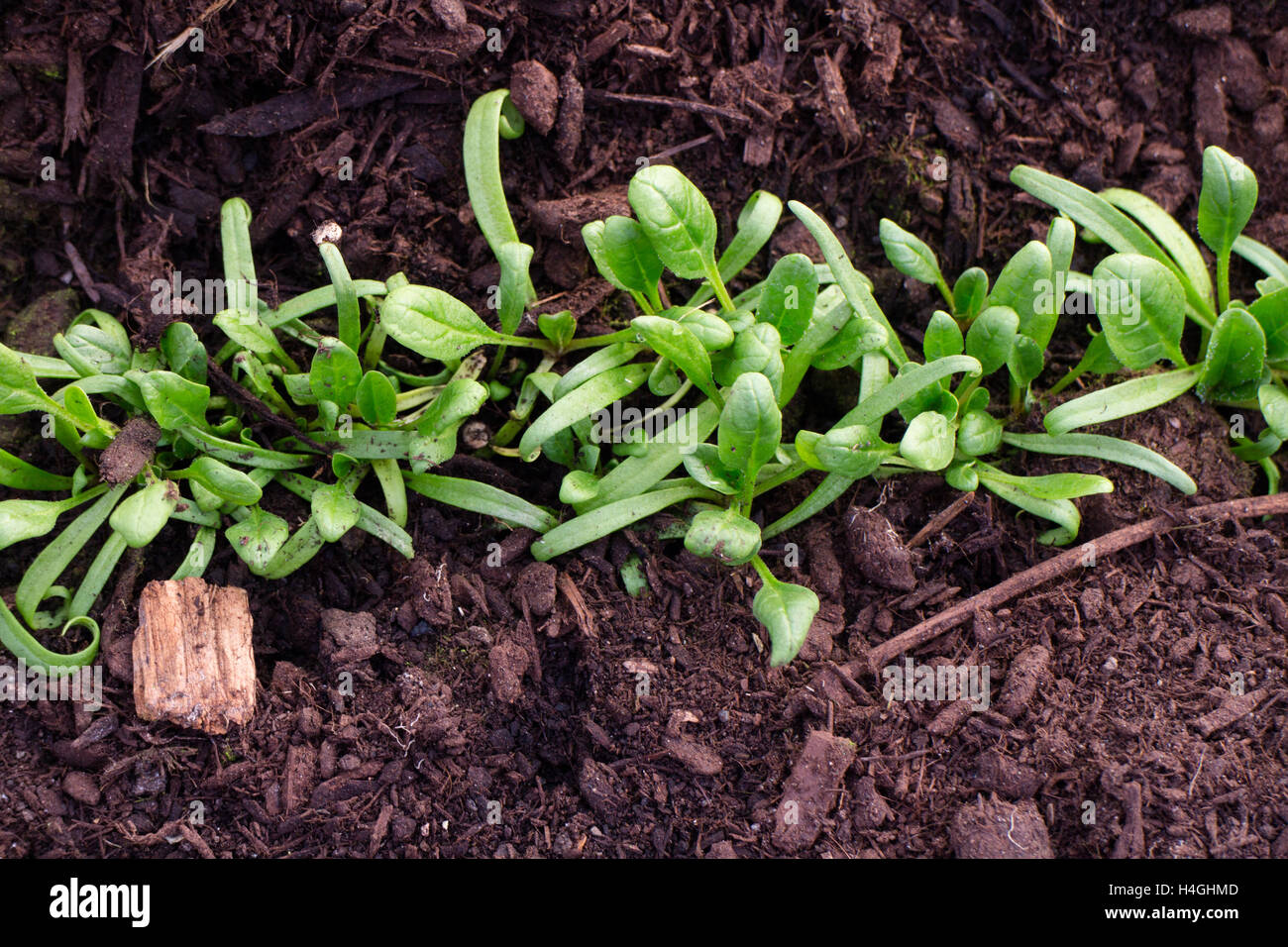 Spinat in Schmutz, wachsen Bauernhof inspiriert Stockfoto