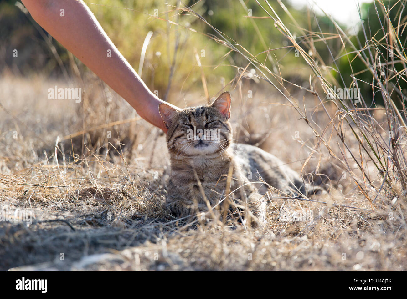 Zufrieden Katze an der Küste der Algarve in Portugal Stockfoto