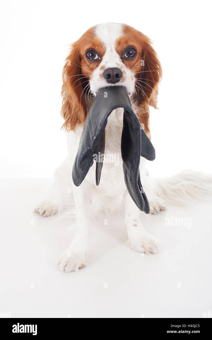 Cavalier King Charles Spaniel studio Fotos, Hund mit inländischen und spezielle Objekte. Weißer Hintergrund Fotos RF und RM-Typen. Stockfoto
