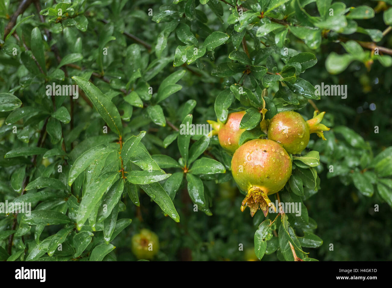 Eine Nahaufnahme von 3 jungen Granatäpfel auf dem Baum mit Regentropfen Stockfoto