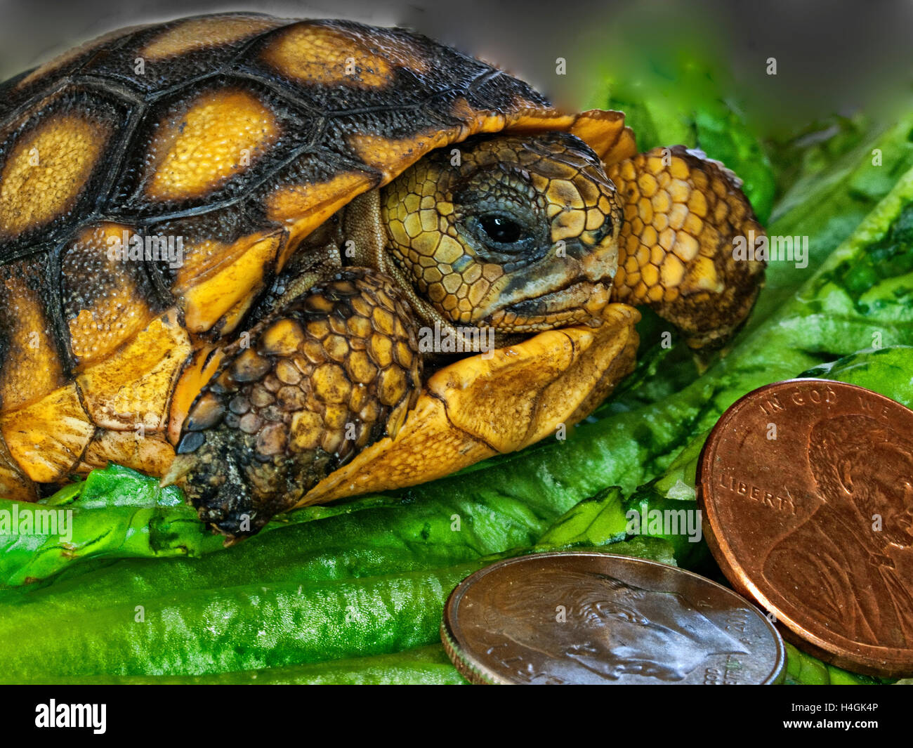 Baby-Gopher-Schildkröte Stockfoto