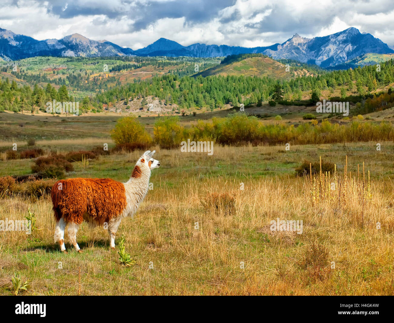 Llama Ranch Stockfoto