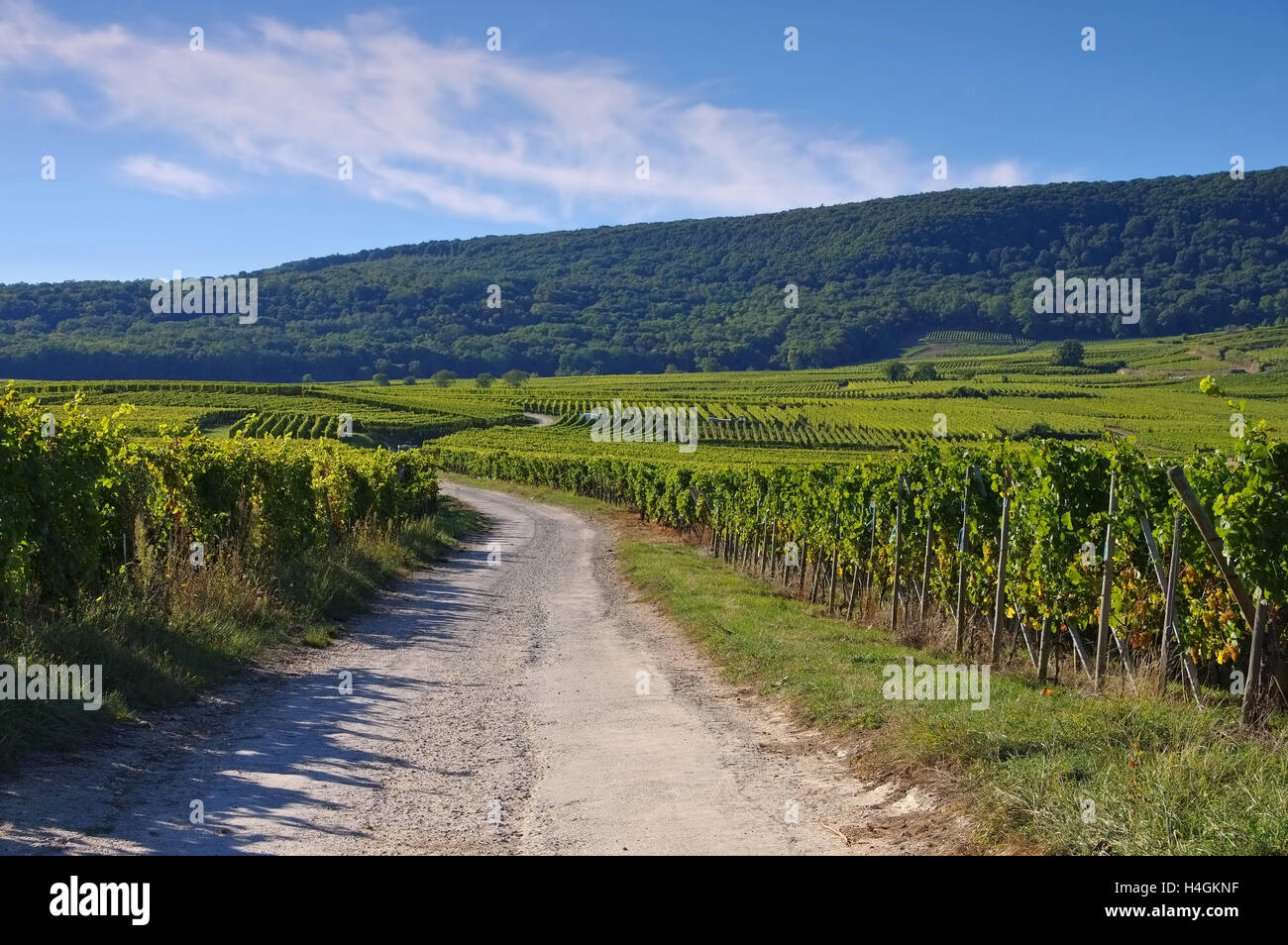 Weinberge Im Elsass, Frankreich - Weingut im Elsass, Frankreich Stockfoto