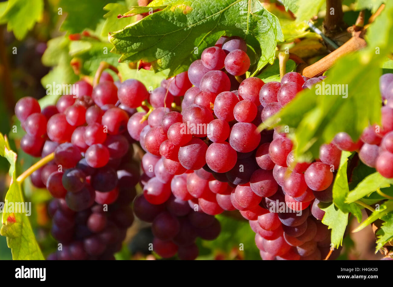 Weintraube in Rot Auf Dem Weinberg - Traube in rot am Weinberg Stockfoto