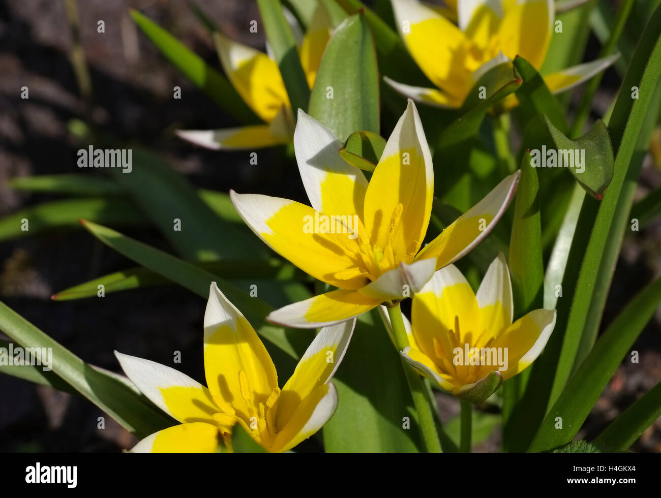 Wildtulpe Tulipa Tarda Im Frühling - Wilde Tulpe Tulipa Tarda im Frühjahr Stockfoto