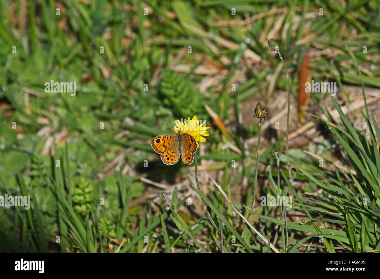 Wand braun Schmetterling lateinischen Namen Lasiommata Megera Fütterung auf eine gelbe Blume in Italien von Ruth Schwan Stockfoto