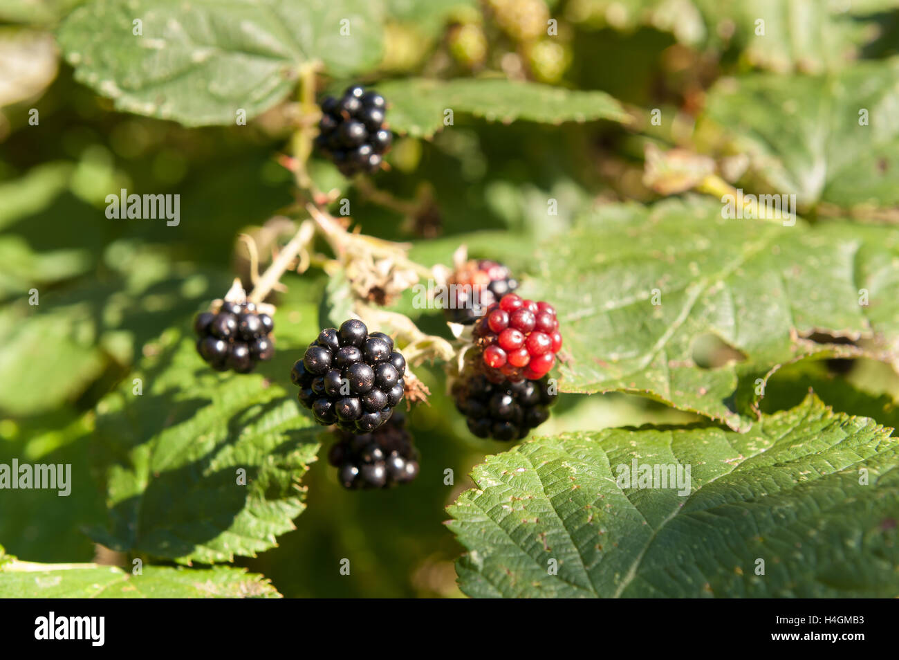 saftige saftigen Brombeeren Reifen in einem Cluster auf reife Brombeere Strauch Zweig Stockfoto