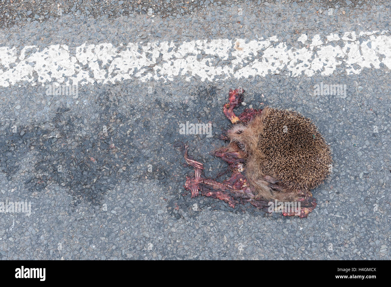 Schade, ist mangelnde Sorgfalt auf Feldweg und Igel zerquetschte Überreste von Seite Straße Curbside Verkehr Tragödie überfahren Stockfoto