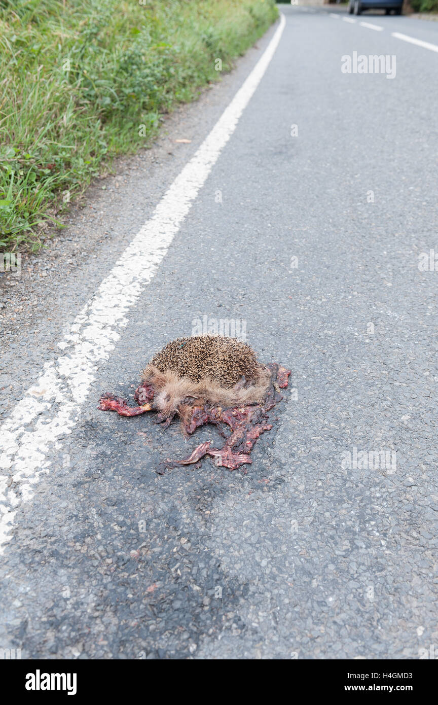 Schade, ist mangelnde Sorgfalt auf Feldweg und Igel zerquetschte Überreste von Seite Straße Curbside Verkehr Tragödie überfahren Stockfoto
